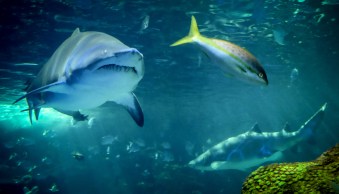6 Tips for Breathtaking Aquarium Photography