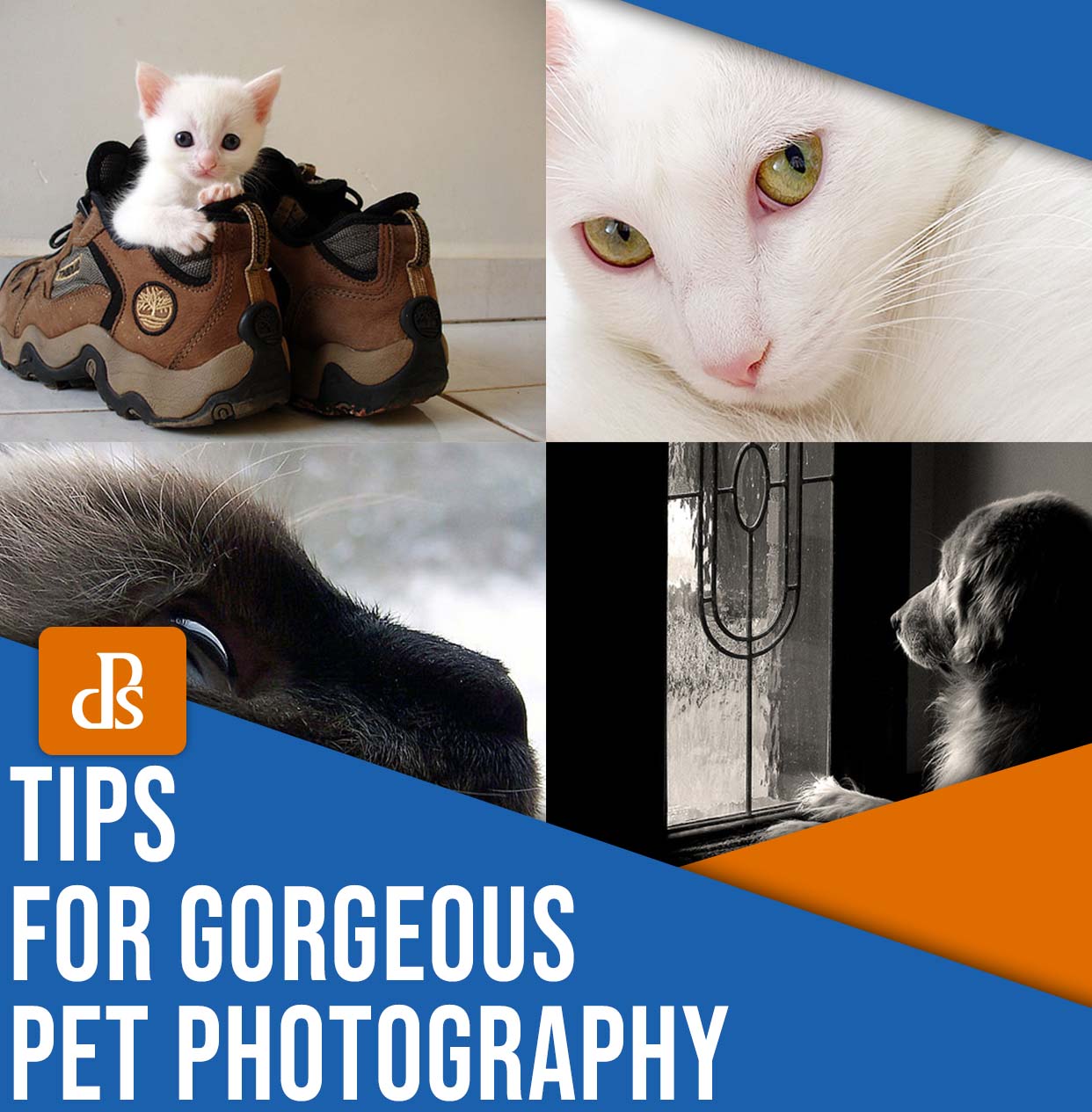 Tips for gorgeous pet photography
