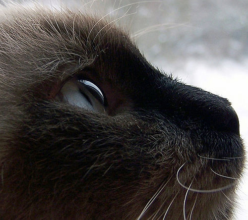 pet photography tips cat close-up