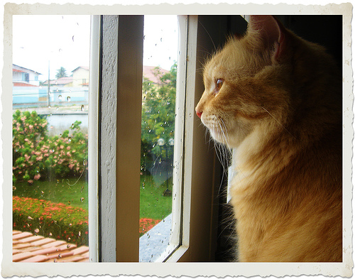 cat staring out a window