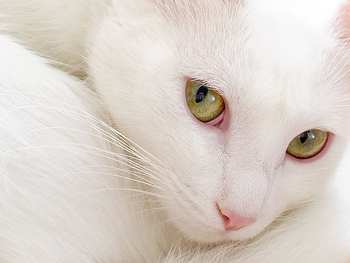 cat abstract close up of head