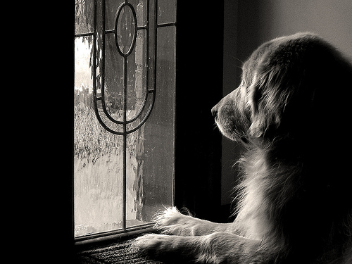 dog at the window pet photography tips