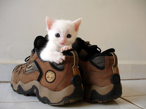pet photography tips kitten in shoes