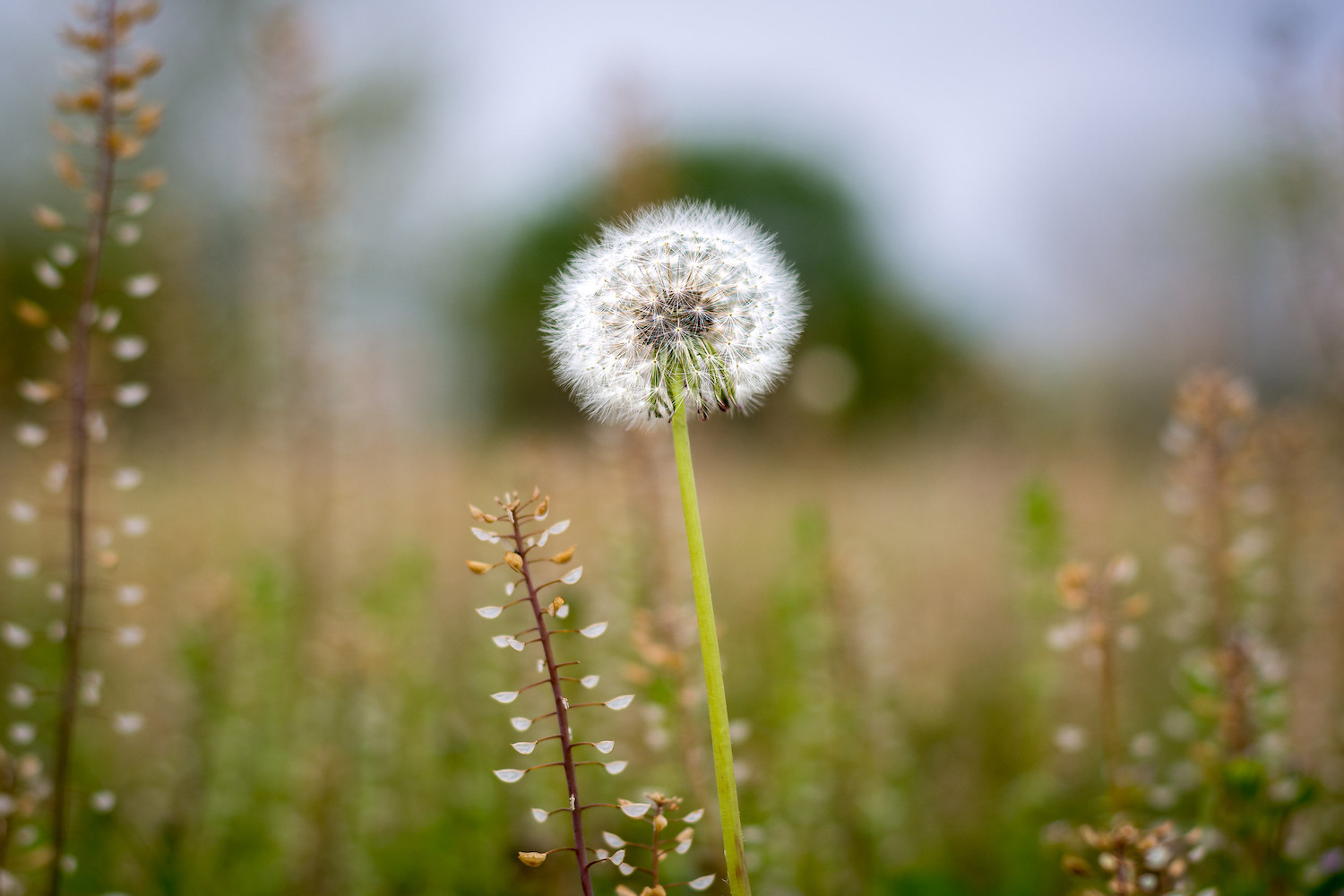 Spring landscape photography dandelion