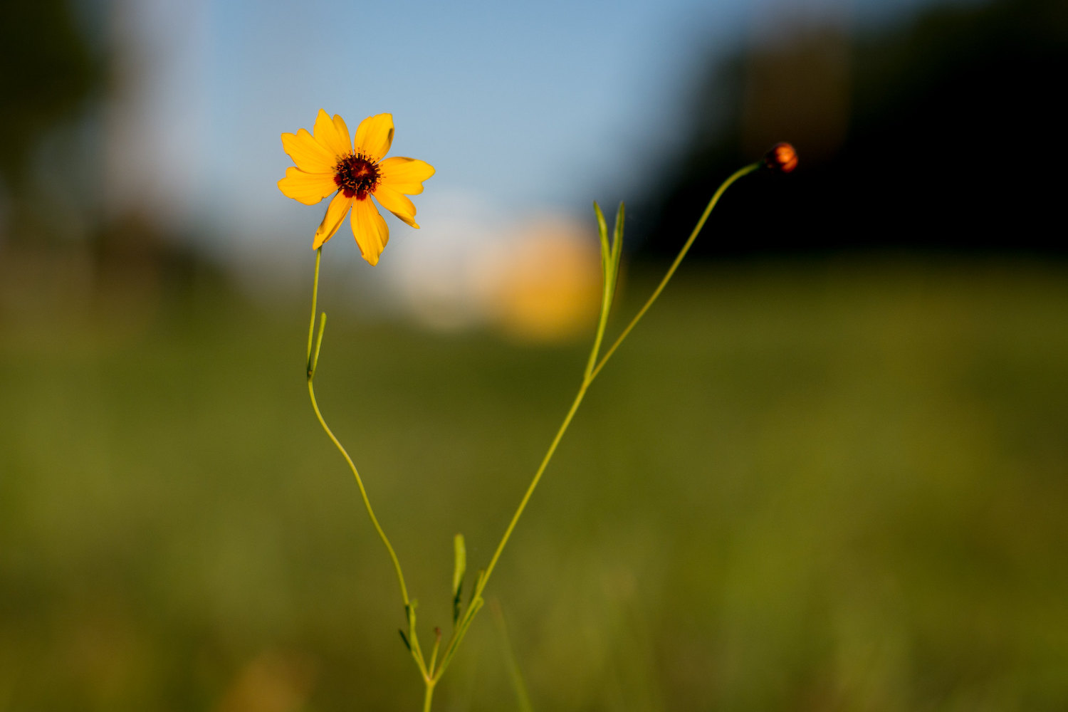 Spring landscape photography yellow flower