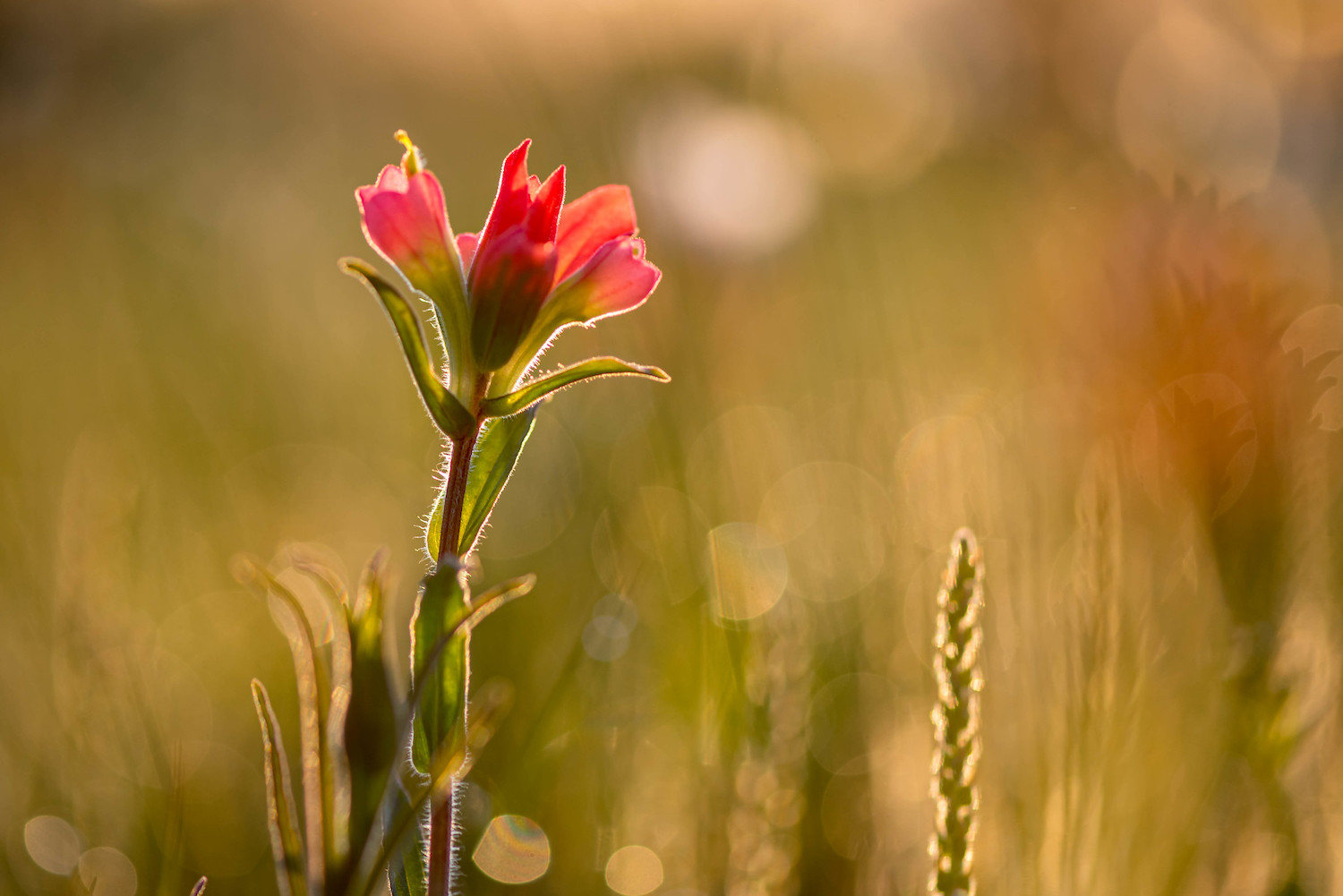 Spring landscape photography indian paintbrush flower in the morning