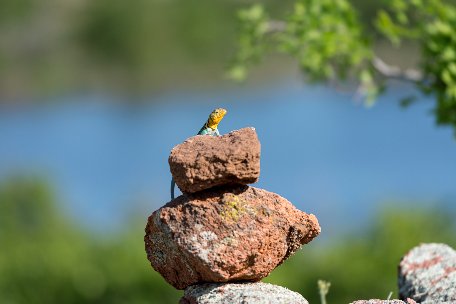 Spring landscape photography lizard on rocks
