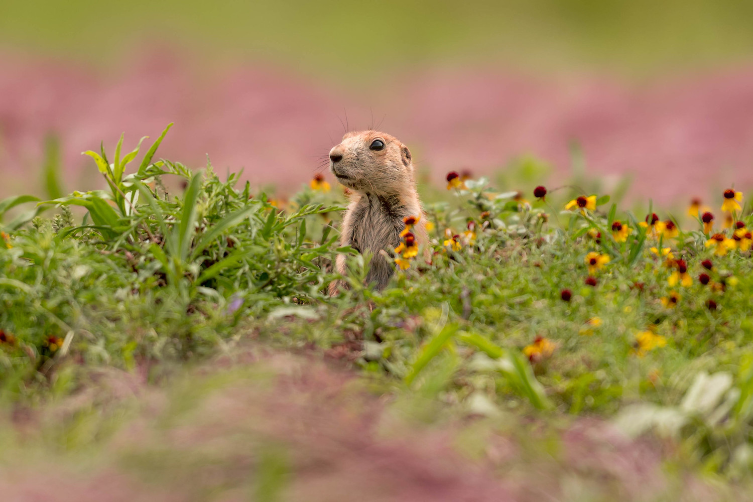 Spring landscape photography prairie dog