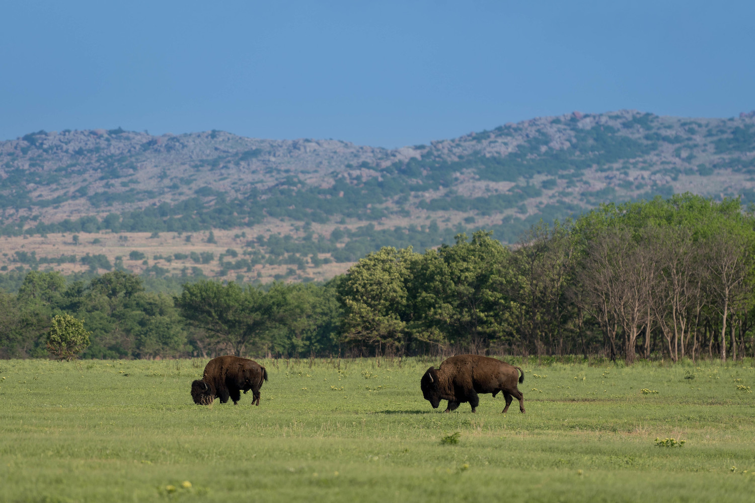 Spring landscape photography bison in a field