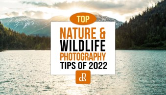 The dPS Top Nature and Wildlife Photography Tips of 2022